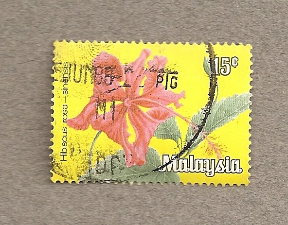 Hibiscus sinensis