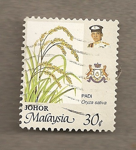 Oryza sativa
