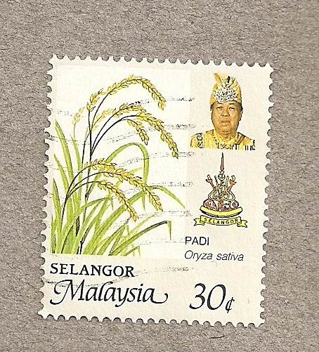 Oryza sativa