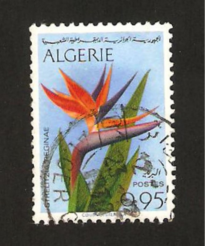 flor strelitzia reginae