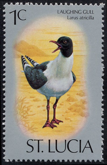 Fauna