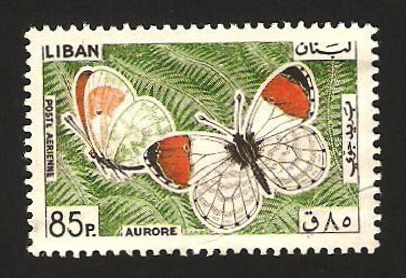mariposa aurore