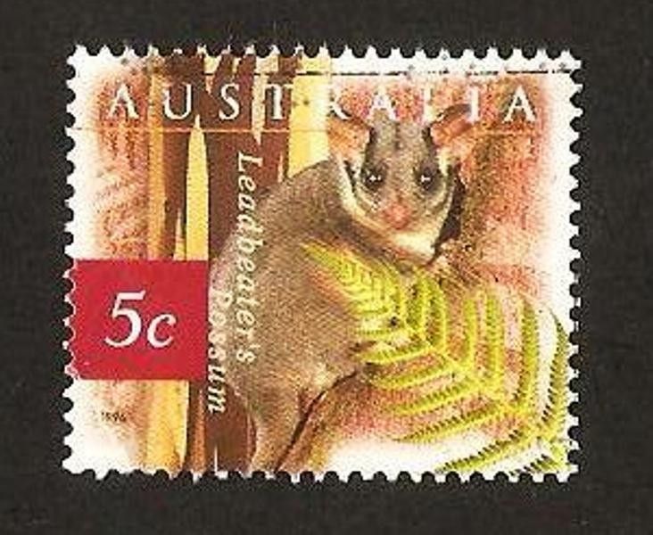 fauna, zarigueya leadbeater's