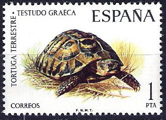 Fauna hispánica. Tortuga terrestre.