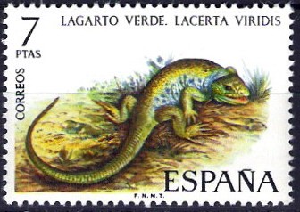 Fauna hispánica. Lagarto verde.