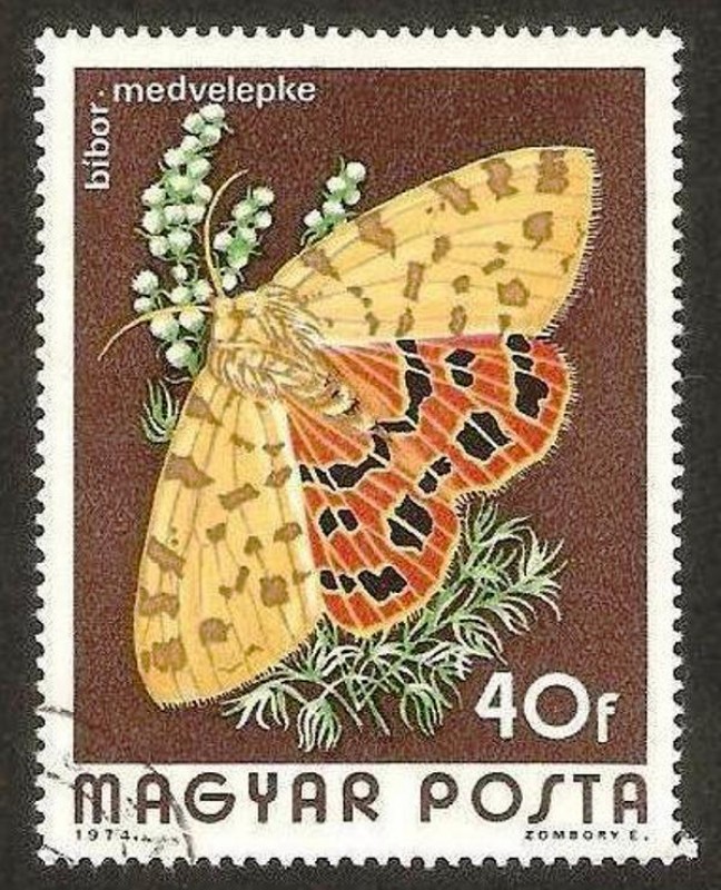 mariposa, bibor medvelepke