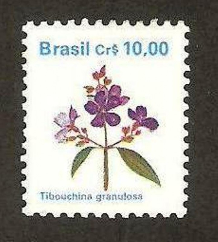 tibouchina granulosa