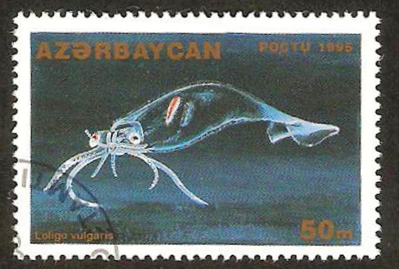 medusa, loligo vulgaris