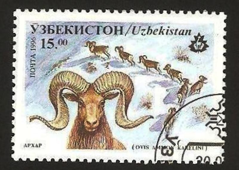 fauna, ovis ammon karelini