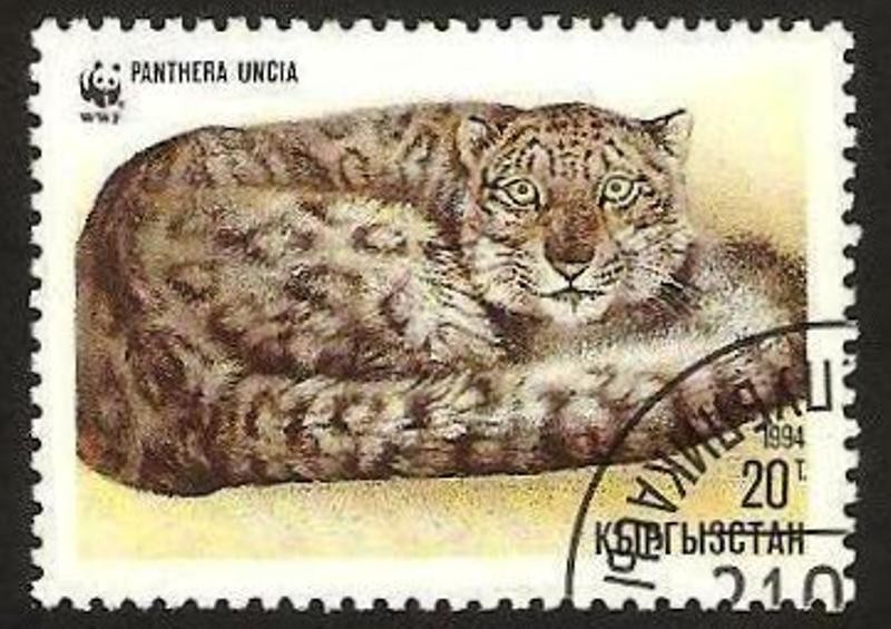 pantera uncia