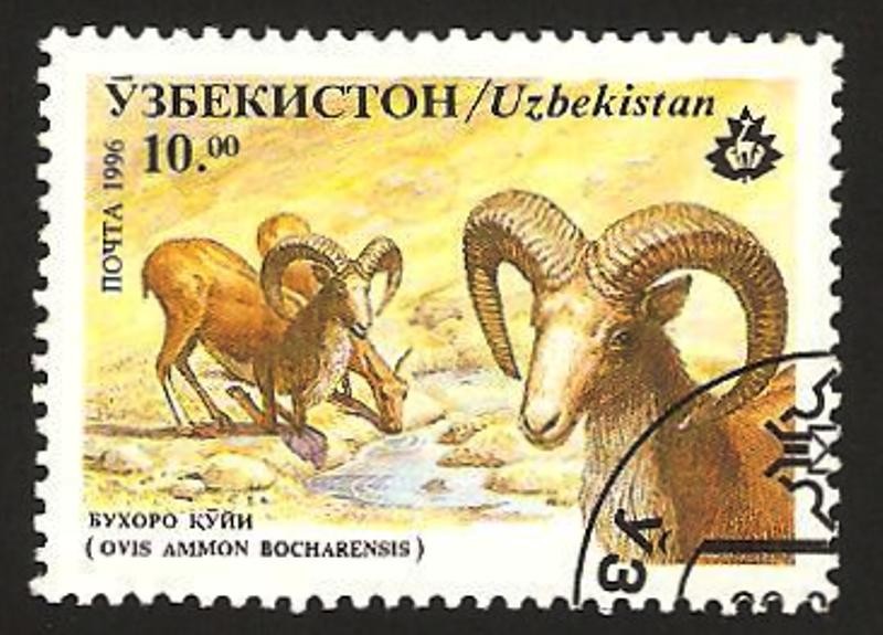 ovis ammon bocharensis