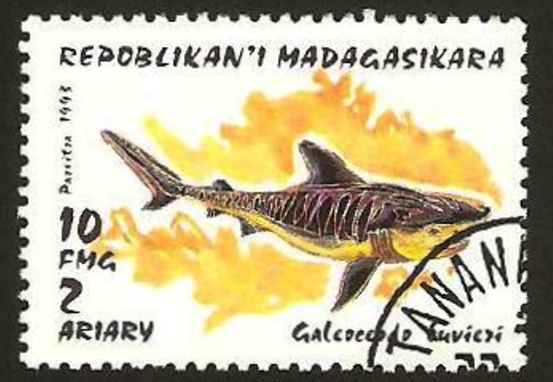fauna, galcoedolo buvieri