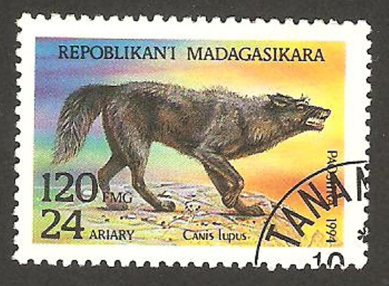 perro lobo