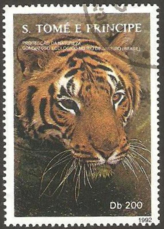 tigre