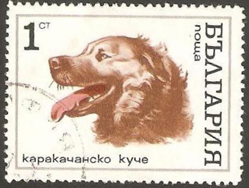 perro