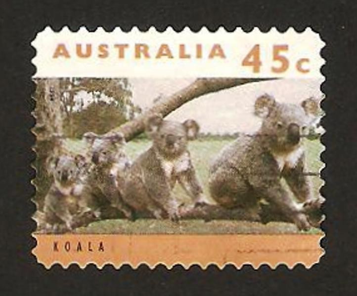 koala