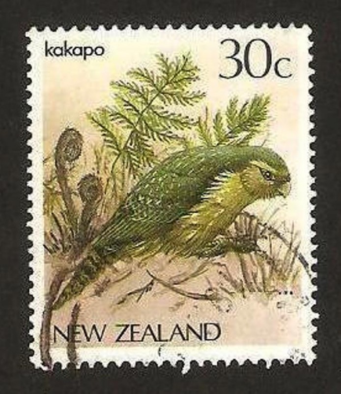 ave strigops habroptilus