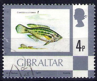 Peces. Crenilabrus cinereus.