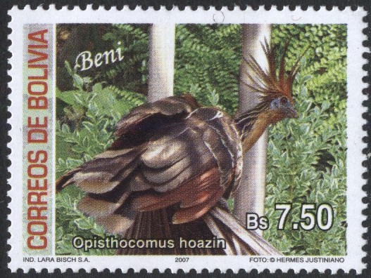 Aves de Bolivia - Beni