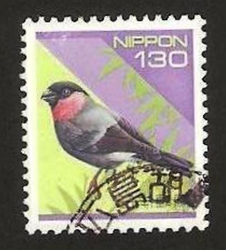 pajaro