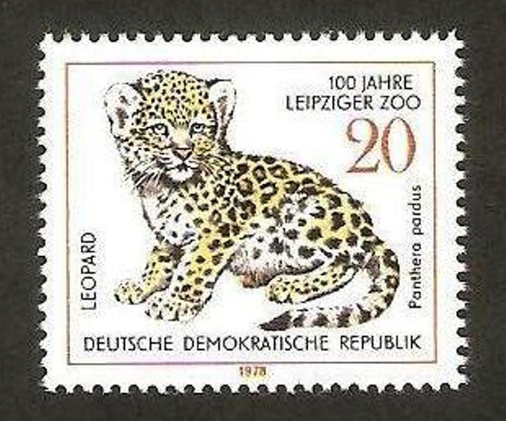 leopardo pantera
