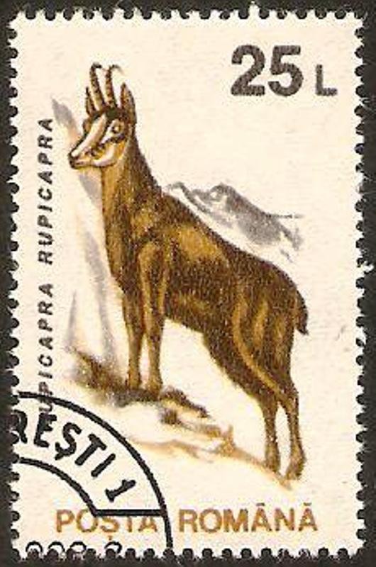 cabra montesa