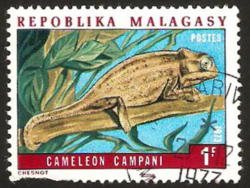 camaleon