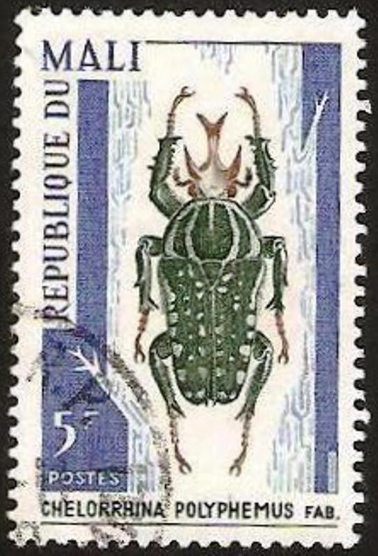 escarabajo