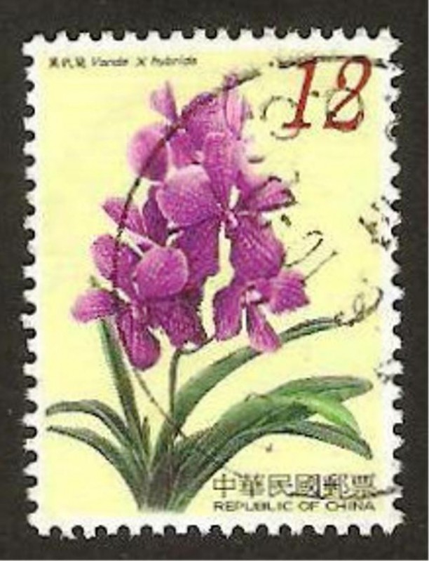 flora, vanda, x hybrida