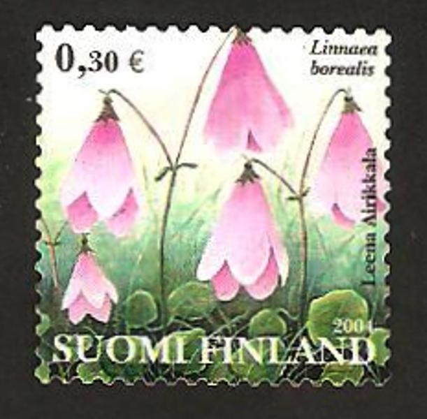 flora, linnaea borealis