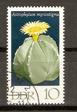 FLORES