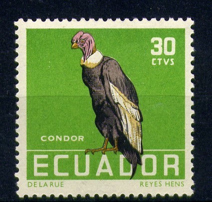 Condor