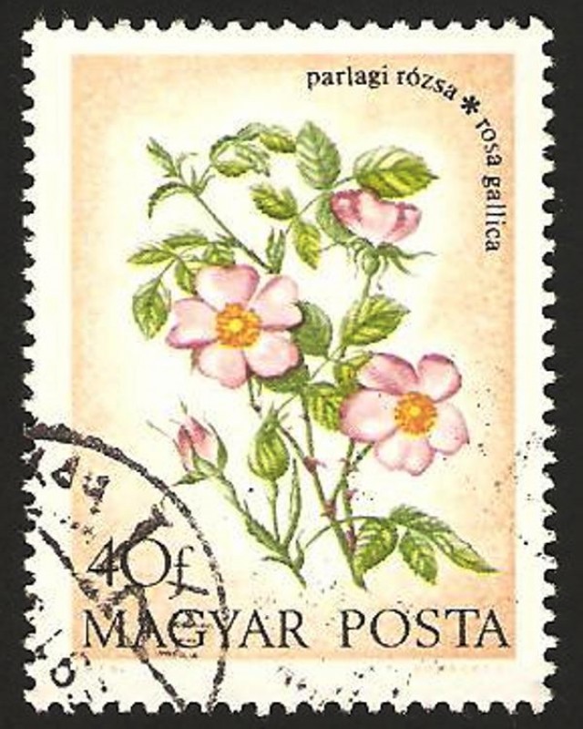 2323 - Rosa salvaje