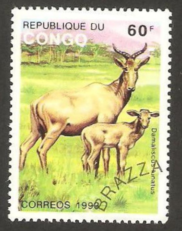 fauna, damaliscus lunatus