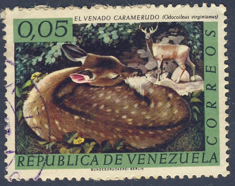 El venado caramerudo